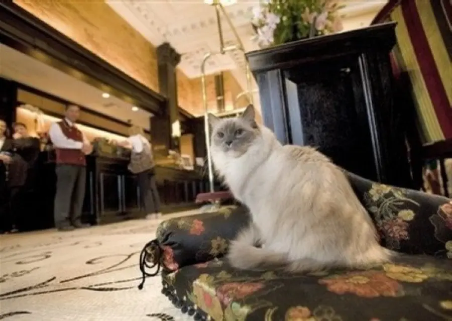 Fotografare un gatto: segreti per scattare foto perfette