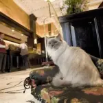 Fotografare un gatto: segreti per scattare foto perfette