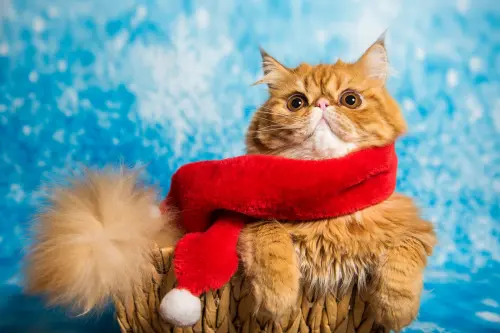 Come toelettare un gatto persiano