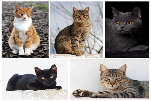 Adottare o comprare un gatto?  Astenersi se...