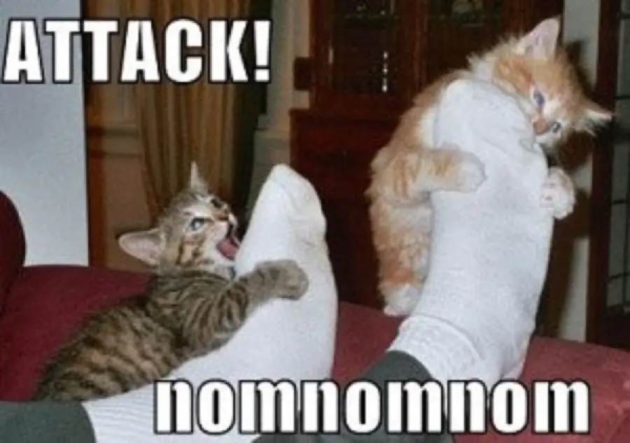 Gatto che attacca le caviglie, cosa fare