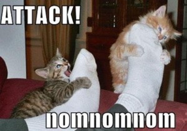 Gatto che attacca le caviglie, cosa fare