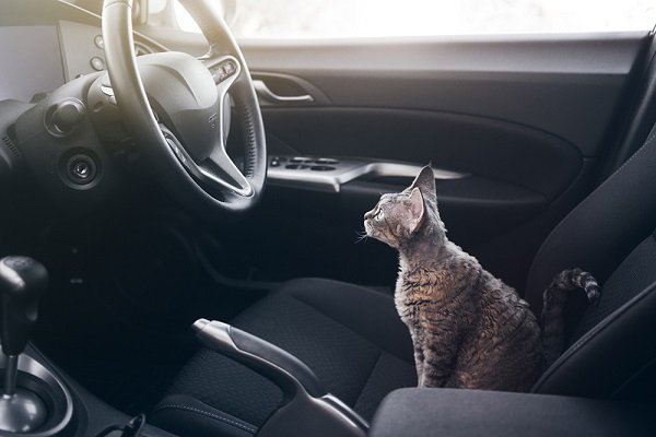 Gatti in estate: come trasportarli in auto