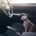 Gatti in estate: come trasportarli in auto