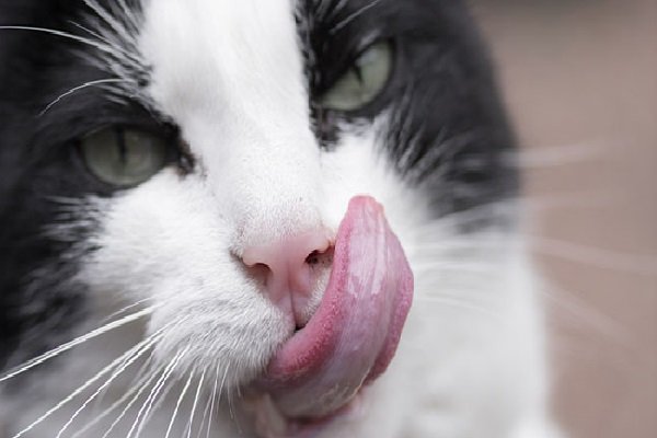 Grooming gatto: serve fare il bagno al micio se ha la lingua?