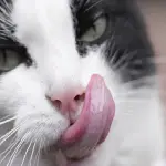 Grooming gatto: serve fare il bagno al micio se ha la lingua?