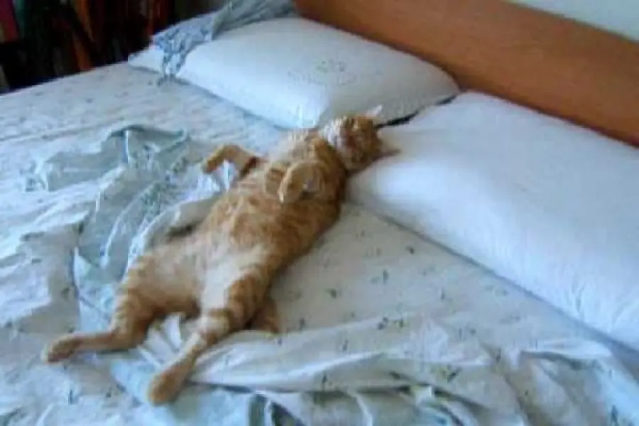 Perché il gatto ama dormire sul letto