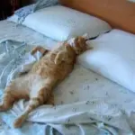 Perché il gatto ama dormire sul letto