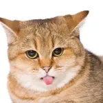 Gatto con lingua di fuori: perchè?