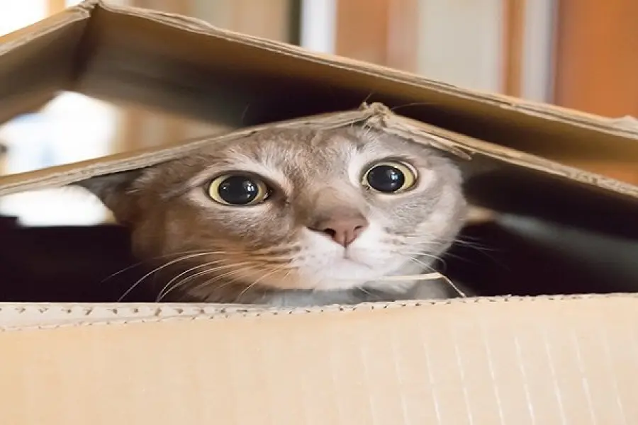 Perché i gatti sono attratti dai rettangoli e dalle scatole