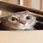 Perché i gatti sono attratti dai rettangoli e dalle scatole