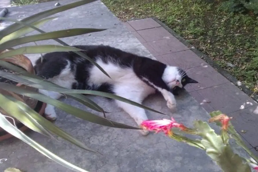 Gatti ed emergenza caldo estivo: consigli e suggerimenti