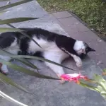 Gatti ed emergenza caldo estivo: consigli e suggerimenti