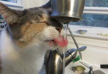 acqua gatto