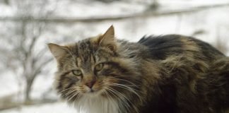 gatto norvegese