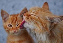 gatti