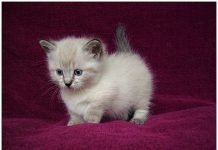 munchkin cat baby