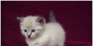 munchkin cat baby