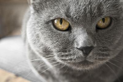 Piccoli cuccioli di gatto certosino