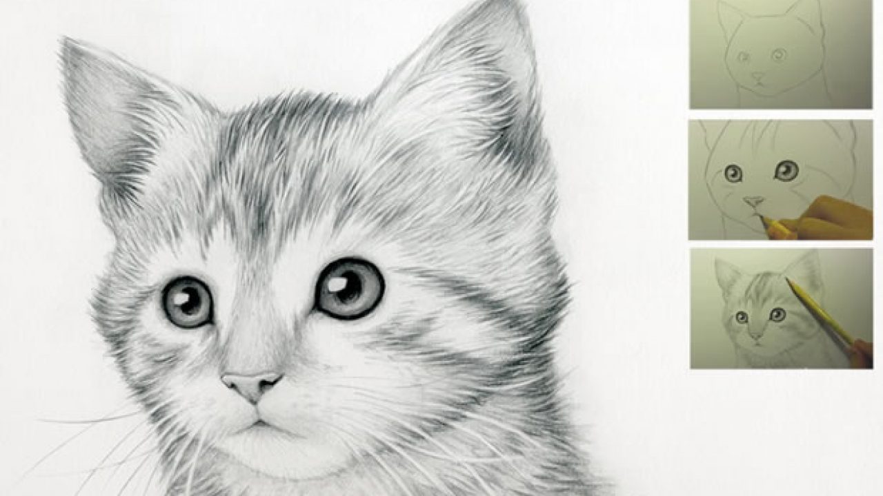 Come Disegnare Un Gatto Guida Facile Step By Step Video Mondo Gatti
