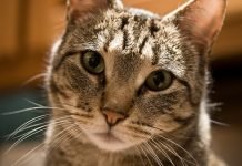 Il gatto continua a miagolare? Ecco tutti i motivi e le soluzioni!