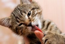 Perché i gatti amano leccare le mani? Ecco la risposta!