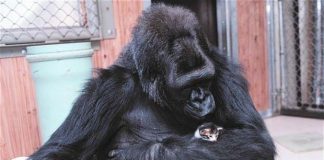 GORILLA KOKO