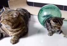 gatti in una sfera