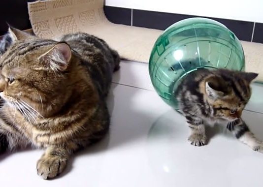 gatti in una sfera