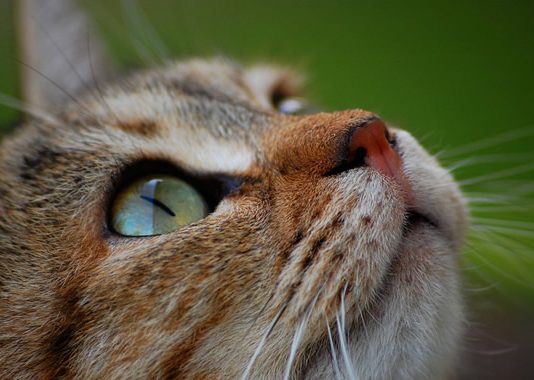 Come fare una lettiera per gatti in gardino