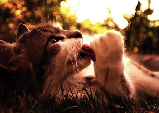 Adottare un gattino: l’importanza della socializzazione