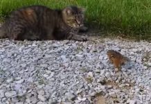 gatto e scoiattolo