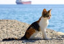 gatti al mare