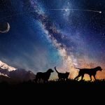 Le ceneri di cani e gatti nello spazio