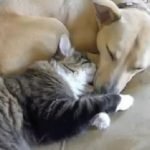 Gatti e cani dormono insieme