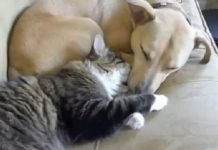 Gatti e cani dormono insieme