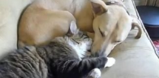 Gatti e cani dormono insieme