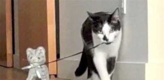 Gatti giocano con gattino pupazzetto - Da vedere!
