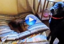 Il gatto che ruba la cuccia al cane, da vedere