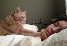 Sveglia! Tutte le sveglie dei gatti [Video]