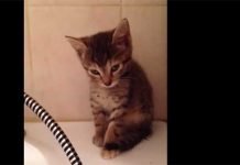 Gattino ha troppo sonno per stare in piedi