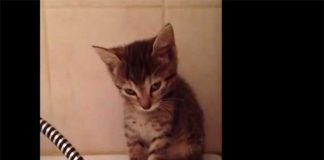Gattino ha troppo sonno per stare in piedi