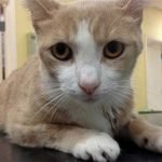 Un gatto in fin di vita salvato da una trasfusione di un cane