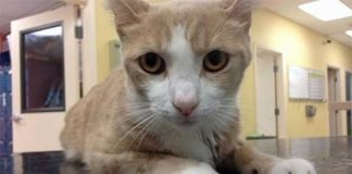 Un gatto in fin di vita salvato da una trasfusione di un cane