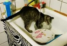 Il gatto massaia lava i piatti