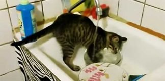 Il gatto massaia lava i piatti