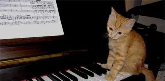 Musica-da-pianoforte-solo-per-gatti-la-nuova-scoperta