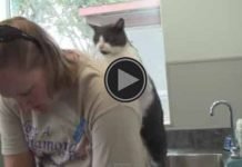 Il gatto che massaggia la padrona