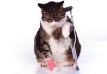 assicurazione gatto