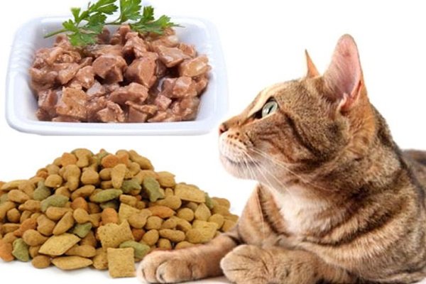 Alimentazione Gatto Cibo Secco Cibo Umido O Fatto In Casa Mondo Gatti
